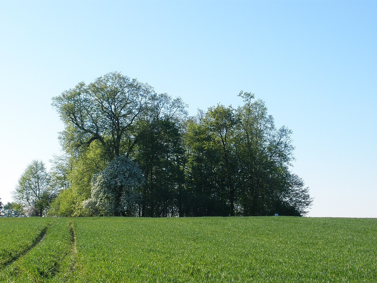 Czerniki